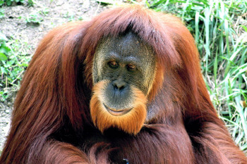 Orangutans in the social jungle and the cost of hiding in plain sight