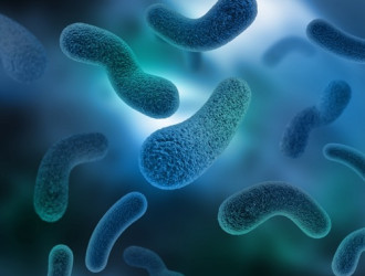 Body 32 Bacteria