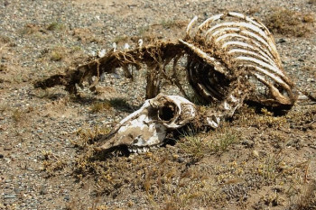 Feeding life after death: the legacy that carcasses can leave behind