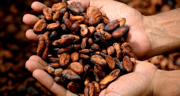 Two face up hands are cupping many cocoa beans ranging in colour from very light to very dark brown.