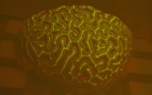 Brain coral diploria labyrinthiformis fluorescing green under UV light