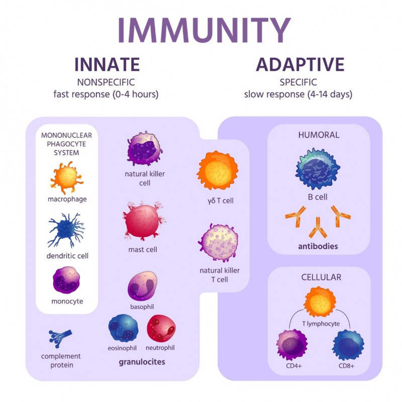 Illustration of different cells involved in the immune system