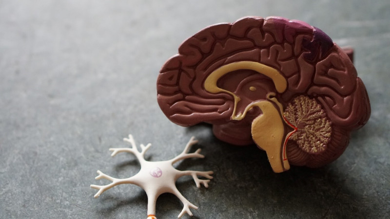 A model of a brain and a neuron