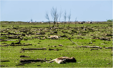 carcass and dead trees litter landscape of Oostvaardersplassen