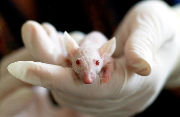 A white mouse with red eyes facing the camera is held by a white gloved hand