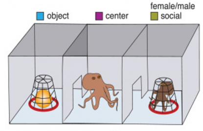 Cartoon depicting three chambers: an empty central room, one with an interesting object, or one with another octopus