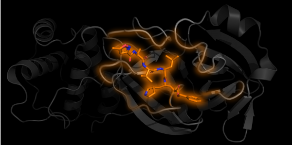 one subunit of Mpro in grey with an inhibitor N3 bound in orange PDB 6LU7