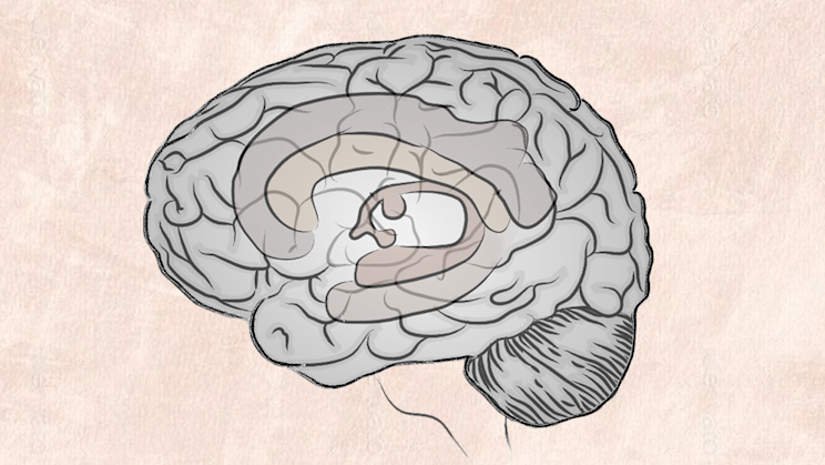 Cartoon drawing of the human brain