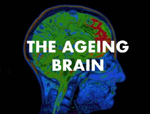 what-age-is-the-brain-fully-developed-darelopartners