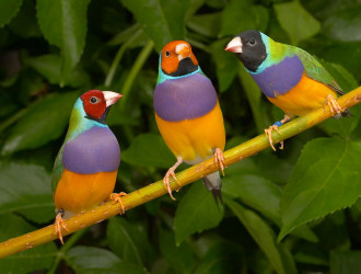 Gouldian finch group 3546