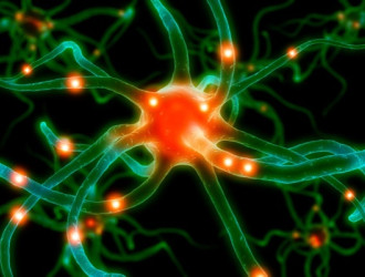 Mind 28 Red Green Neurones 1 v2