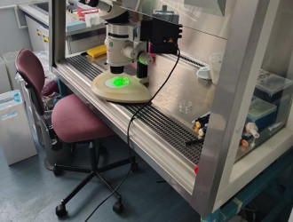 Organoids