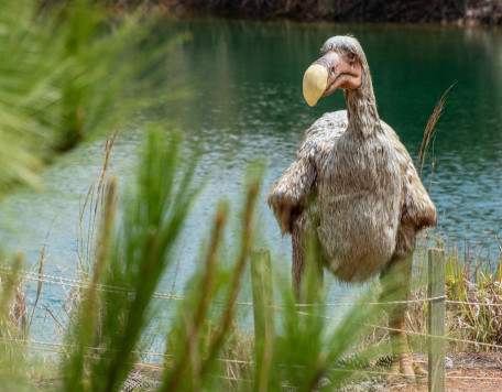 dodo 5201240 1280