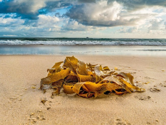 seashore 3834920 640