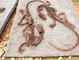 Earth 45 fossils