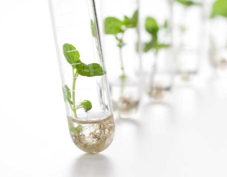Tech 12 Test Tube Plants